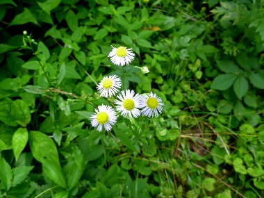 沢で見かけた植物_e0110940_023260.jpg