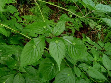 沢で見かけた植物_e0110940_0263780.jpg