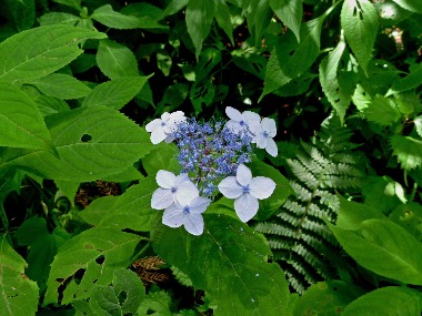 沢で見かけた植物_e0110940_0271661.jpg