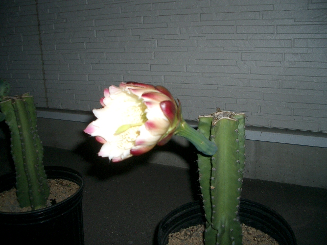 バッサリ・・・開花_a0155844_1445121.jpg