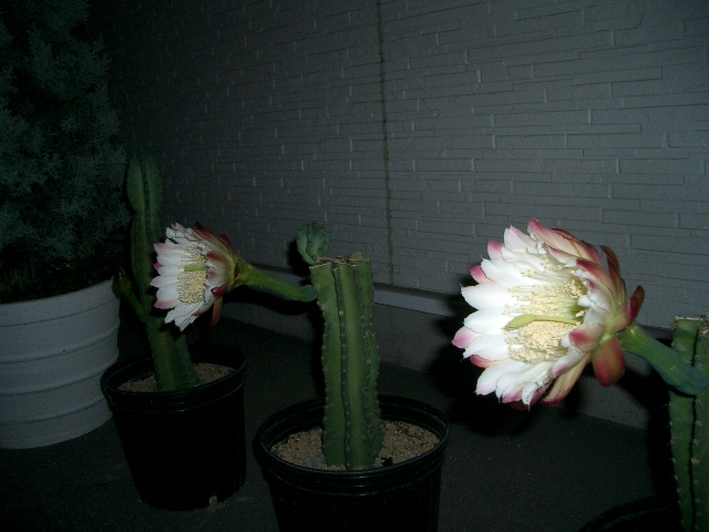 バッサリ・・・開花_a0155844_1446082.jpg