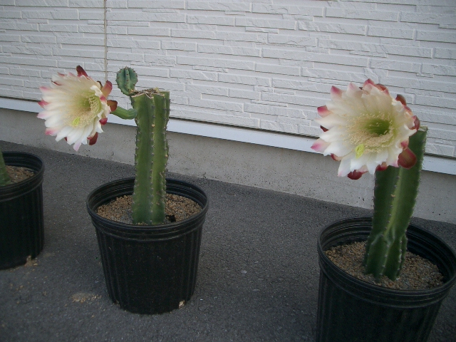 バッサリ・・・開花_a0155844_1455519.jpg