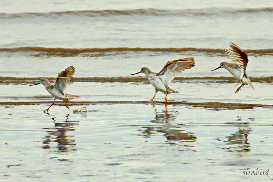 ソリハシシギ（旅鳥　反嘴鷸、全長約23㎝）_d0238245_1701724.jpg