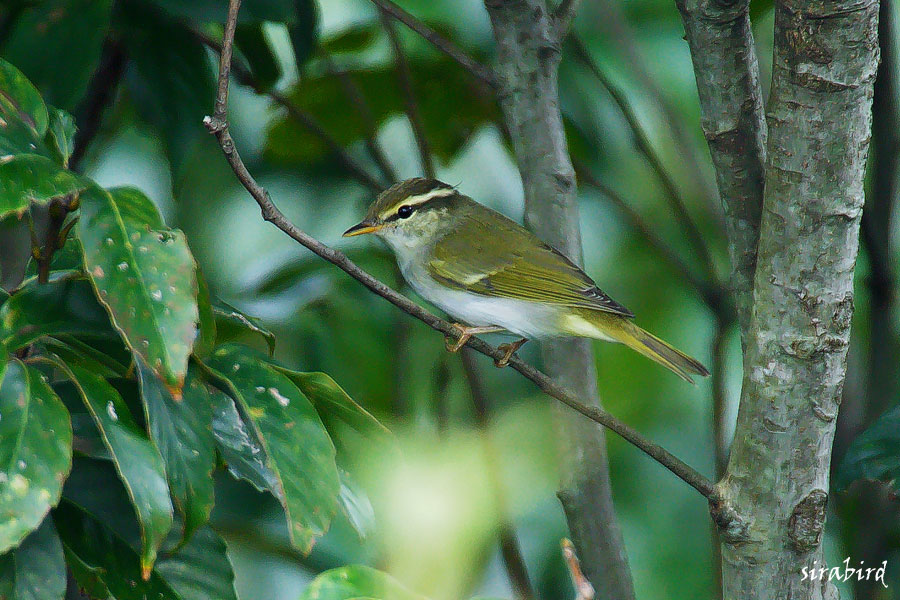 センダイムシクイ（旅鳥　仙台虫食、全長約12.5㎝）_d0238245_9311073.jpg