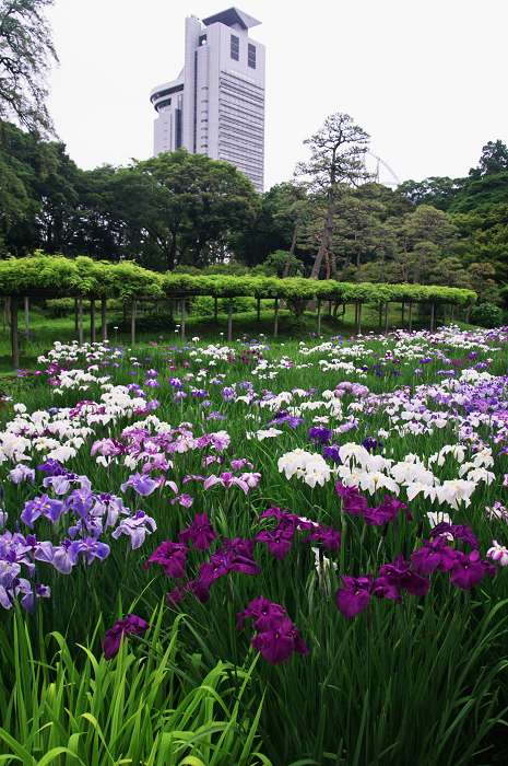 花菖蒲咲く庭園(小石川後楽園)_f0155048_21245733.jpg
