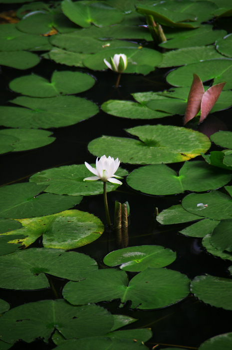 花菖蒲咲く庭園（小石川後楽園）_f0155048_21275687.jpg