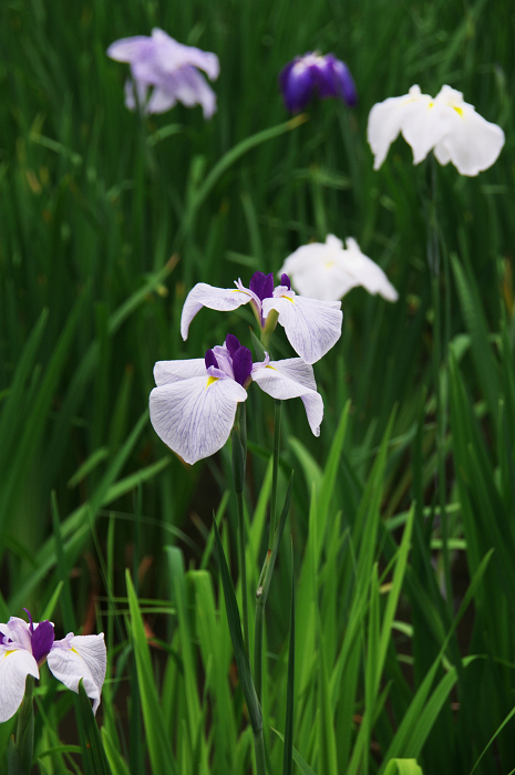 花菖蒲咲く庭園（小石川後楽園）_f0155048_2163992.jpg