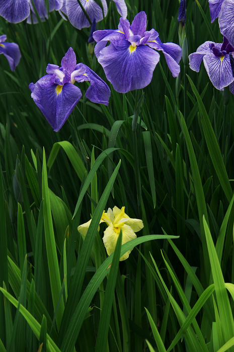 花菖蒲咲く庭園(小石川後楽園)_f0155048_2164414.jpg