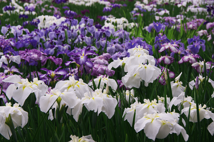 花菖蒲咲く庭園(小石川後楽園)_f0155048_2164612.jpg