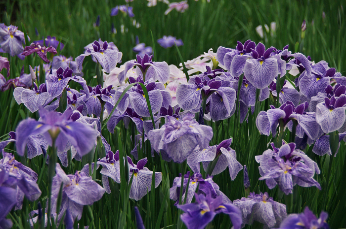 花菖蒲咲く庭園(小石川後楽園)_f0155048_2164813.jpg