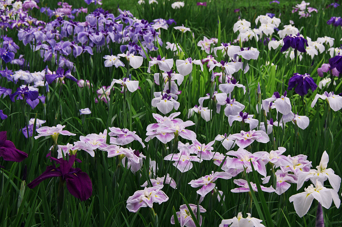 花菖蒲咲く庭園(小石川後楽園)_f0155048_2165382.jpg