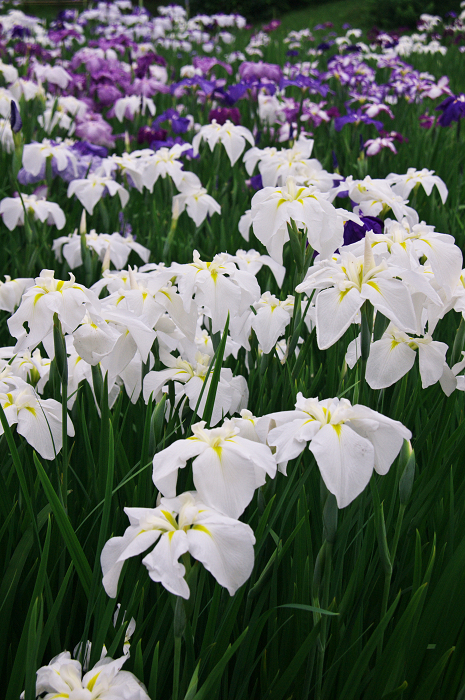 花菖蒲咲く庭園(小石川後楽園)_f0155048_2165514.jpg