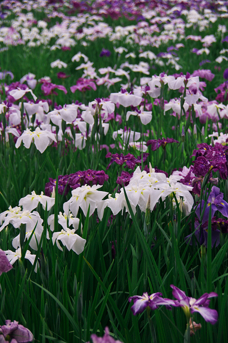 花菖蒲咲く庭園（小石川後楽園）_f0155048_2165878.jpg