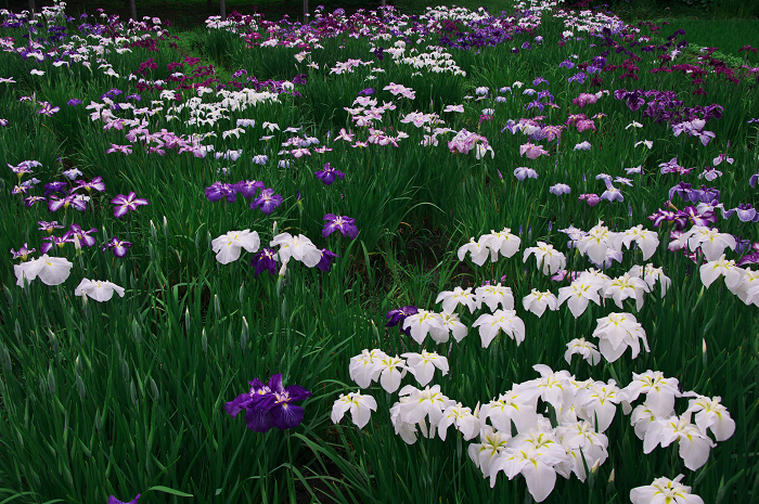 花菖蒲咲く庭園（小石川後楽園）_f0155048_217014.jpg