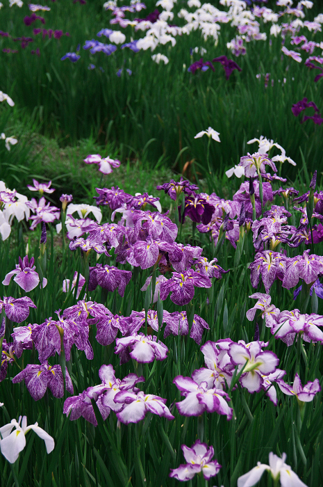 花菖蒲咲く庭園（小石川後楽園）_f0155048_2172312.jpg