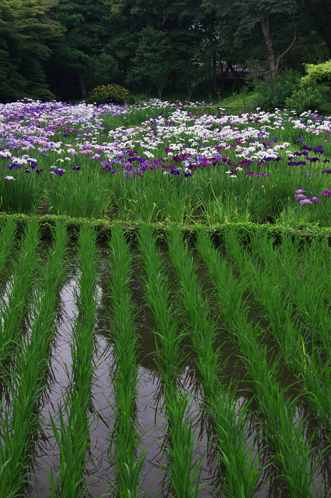 花菖蒲咲く庭園（小石川後楽園）_f0155048_2174943.jpg