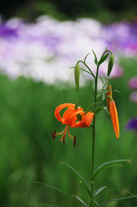 花菖蒲咲く庭園（小石川後楽園）_f0155048_218147.jpg