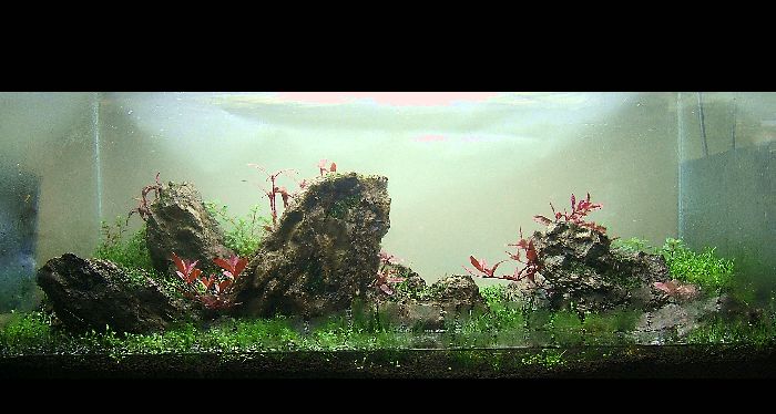 赤系水草の配置確認 水景画の世界 Mitsuda Worldへようこそ