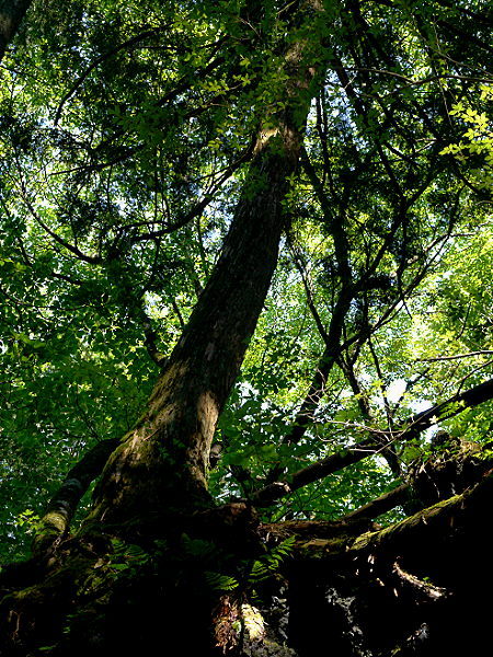 d0091754_06399.jpg