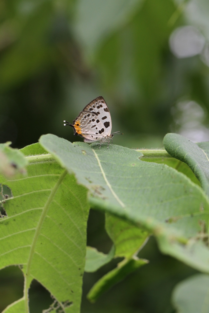 八ヶ岳山麓の夏のチョウたち_e0224357_2224214.jpg