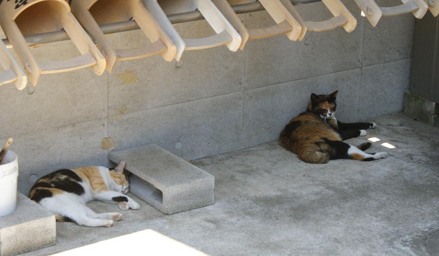 人力車猫ミーちゃんと一緒に谷中巡り_b0063958_21115114.jpg