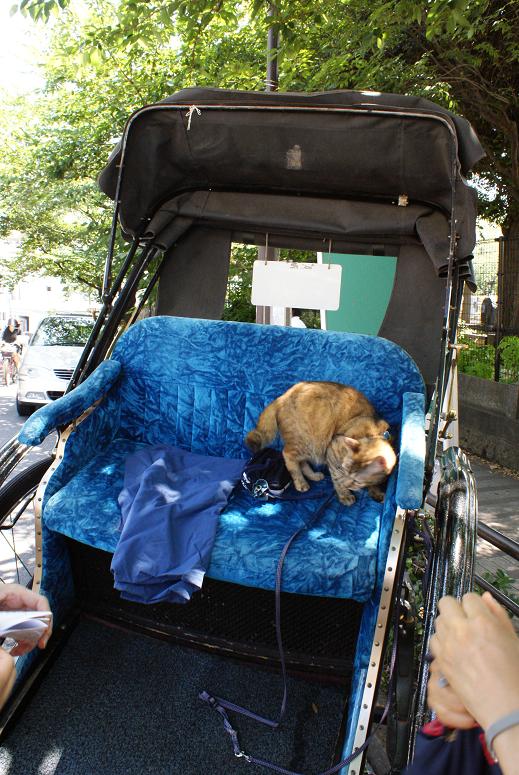人力車猫ミーちゃんと一緒に谷中巡り_b0063958_2134480.jpg
