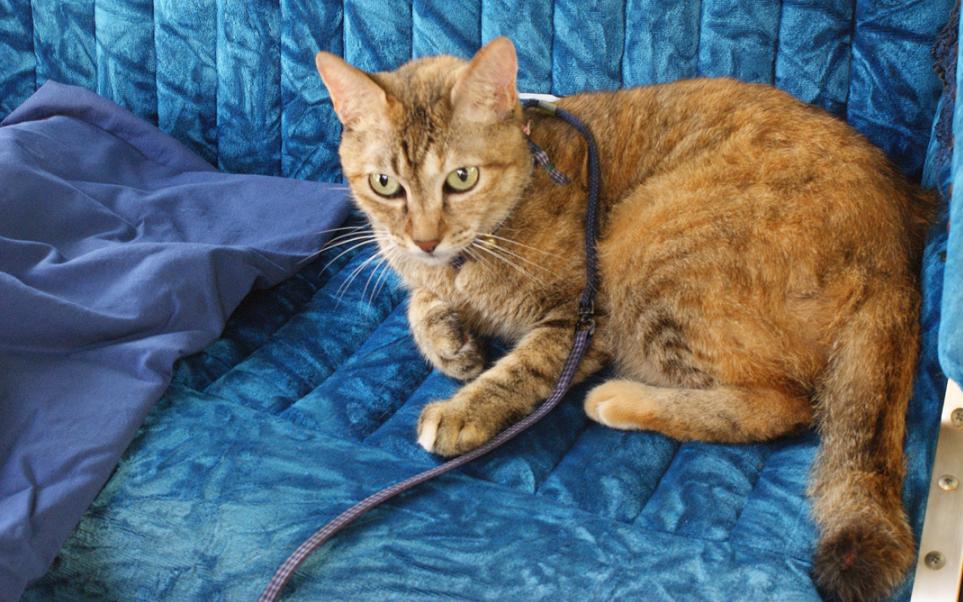 人力車猫ミーちゃんと一緒に谷中巡り_b0063958_215053.jpg