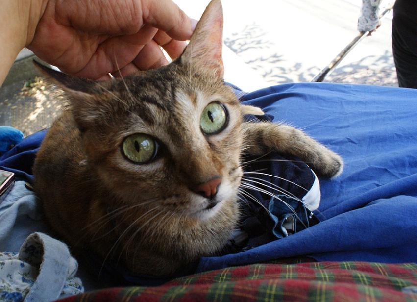 人力車猫ミーちゃんと一緒に谷中巡り_b0063958_2162116.jpg