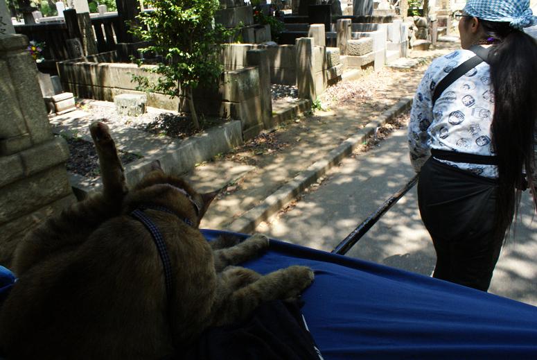 人力車猫ミーちゃんと一緒に谷中巡り_b0063958_2174694.jpg