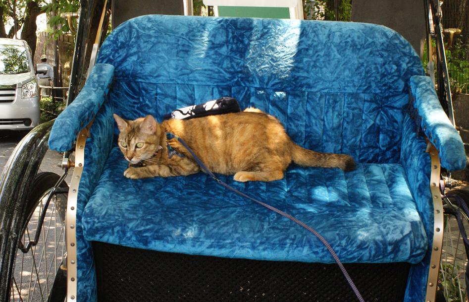 人力車猫ミーちゃんと一緒に谷中巡り_b0063958_2181683.jpg