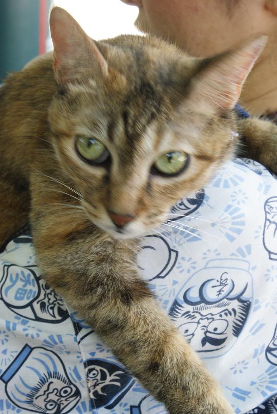 人力車猫ミーちゃんと一緒に谷中巡り_b0063958_2184459.jpg