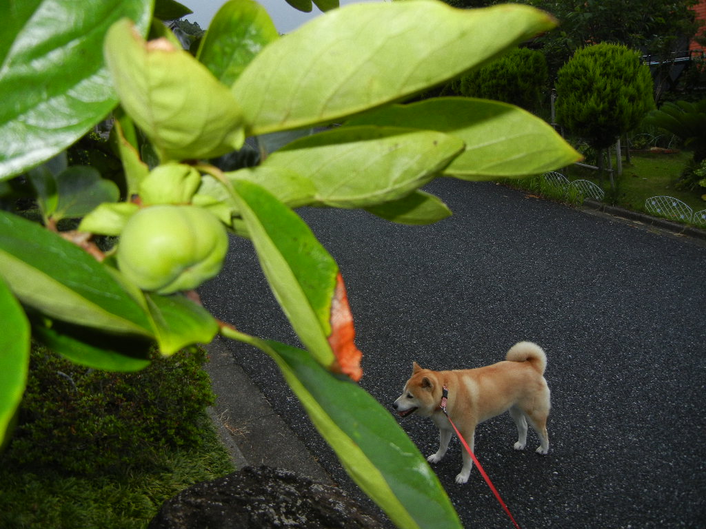 2011年7月19日(火)台風6号接近!_f0060461_1346814.jpg
