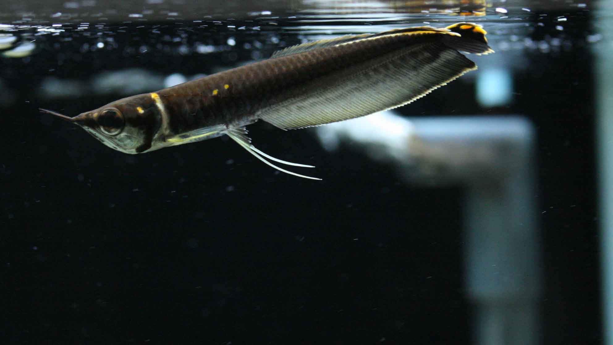 爬虫類入荷しています ビーボックスアクアリウム松戸店 熱帯魚 水草情報 爬虫類入荷しています ビーボックスアクアリウム松戸店 熱帯魚 水草情報