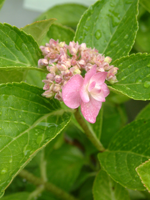 c0050264_11555422.jpg