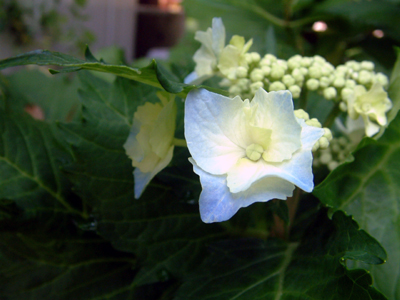 c0050264_1231288.jpg
