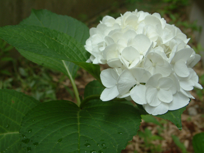c0050264_1242941.jpg