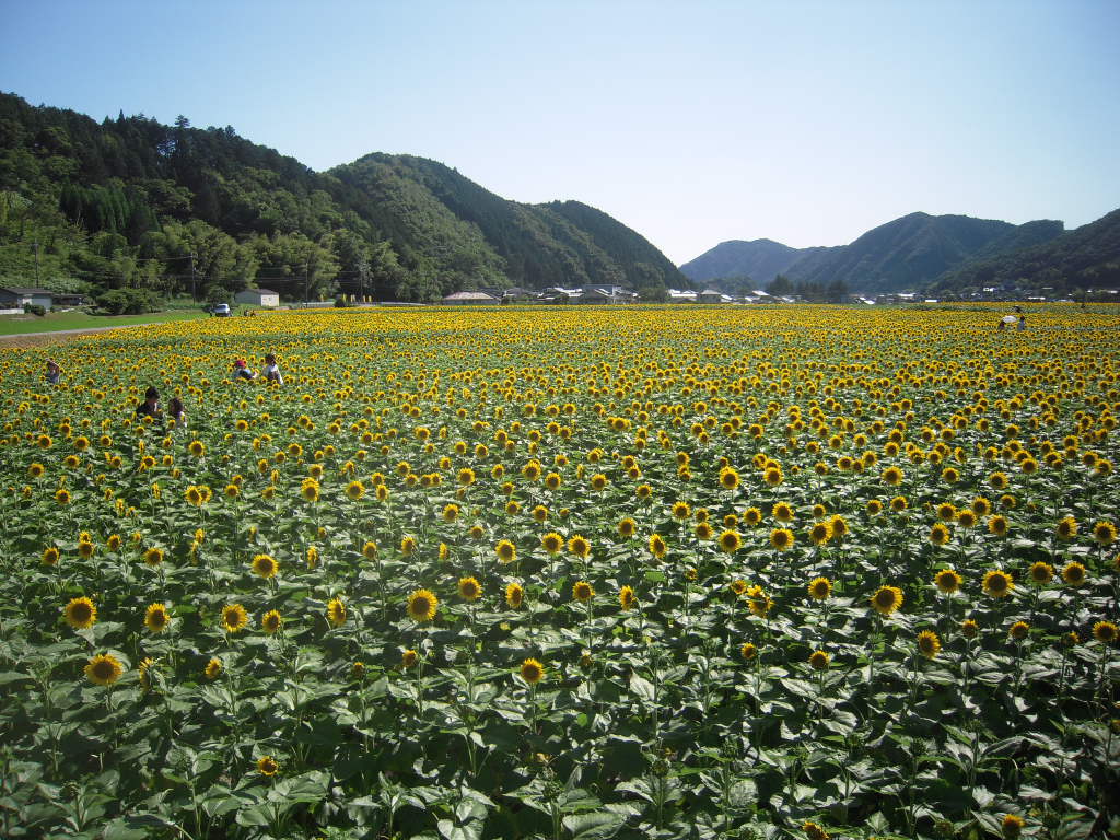 ひまわり祭り　　作用町　　作用スターリゾート_d0083265_10194893.jpg