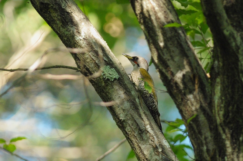 アオゲラ 他の鳥さんと幼鳥_f0053272_1455810.jpg