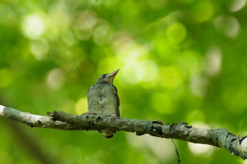 アオゲラ 他の鳥さんと幼鳥_f0053272_1484942.jpg