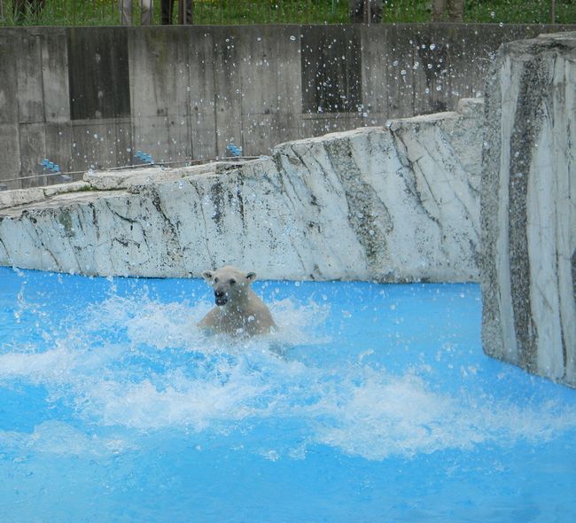 海の日氷のプレゼント_b0014576_2384274.jpg