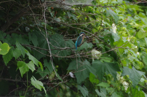 d0181081_4212523.jpg