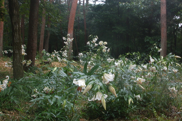 那須街道　ヤマユリ_b0203588_10251136.jpg