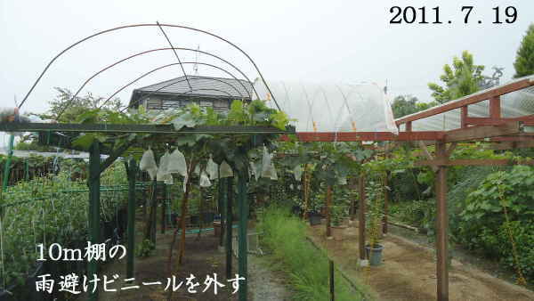 暴風警報発令 遂に観念 ぶどう雨避けビニール を外す 趣味の 果樹 今年も ぶどう と 新たに 桜桃 に注力 暴風警報発令 遂に観念 ぶどう雨避けビニール を外す 趣味の 果樹 今年も ぶどう と 新たに 桜桃 に注力