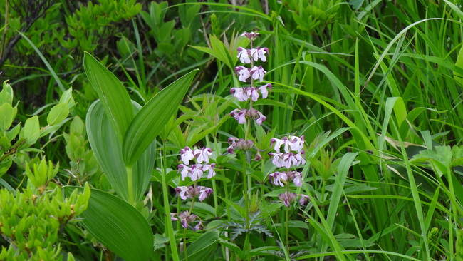 高山植物咲く八方尾根トレッキング_f0233414_557130.jpg