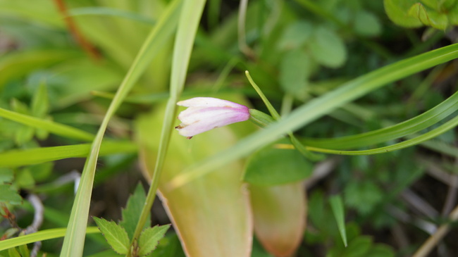 高山植物咲く八方尾根トレッキング_f0233414_66479.jpg