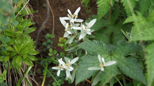 高山植物咲く八方尾根トレッキング_f0233414_68971.jpg