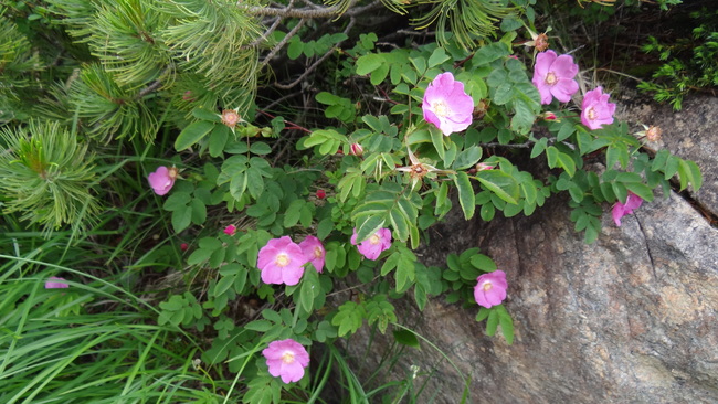 高山植物咲く八方尾根トレッキング_f0233414_747882.jpg