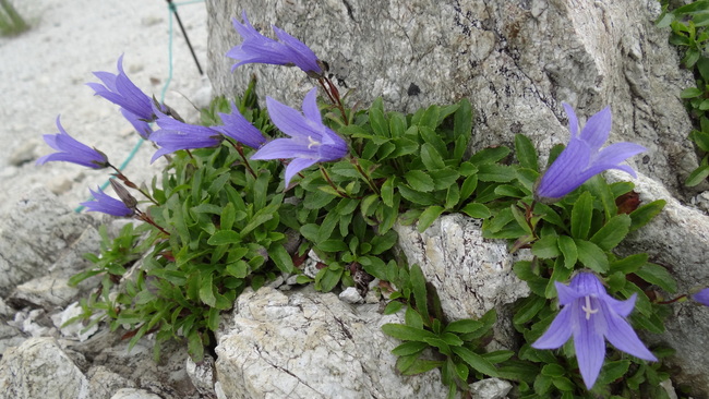 高山植物咲く八方尾根トレッキング_f0233414_751117.jpg