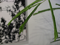 e0195721_8585517.jpg