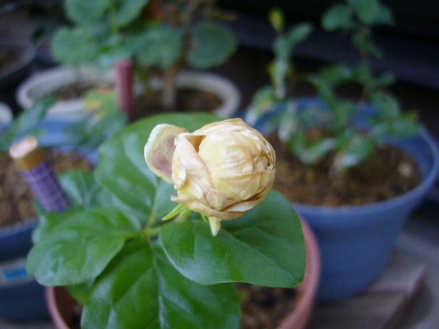 d0000324_15452398.jpg